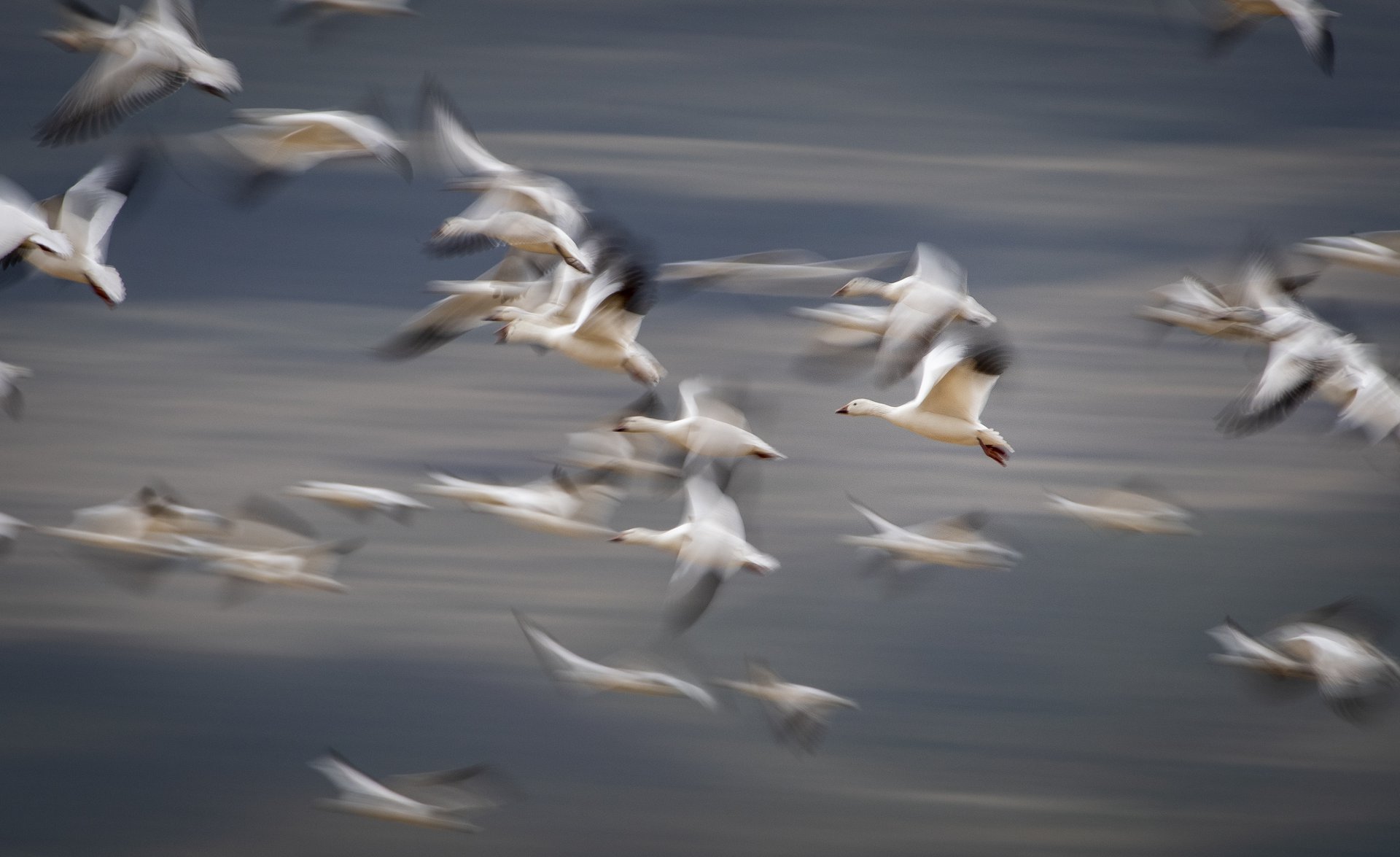 Snow Geese